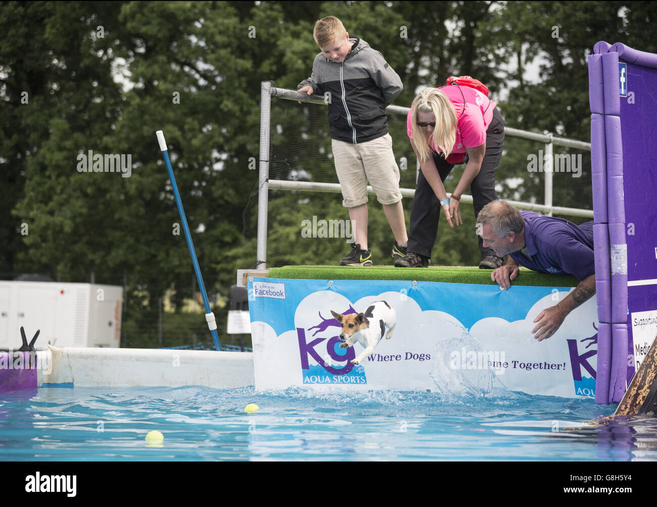 Le petit Jack Russell plonge dans une piscine à dogfest 2016 Banque D'Images