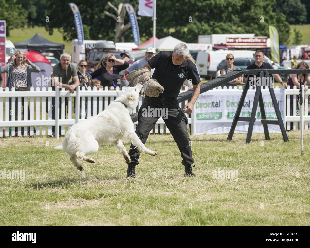 Démonstration de chiens d'attaque à Dogfest 2016 Windsor Park Banque D'Images