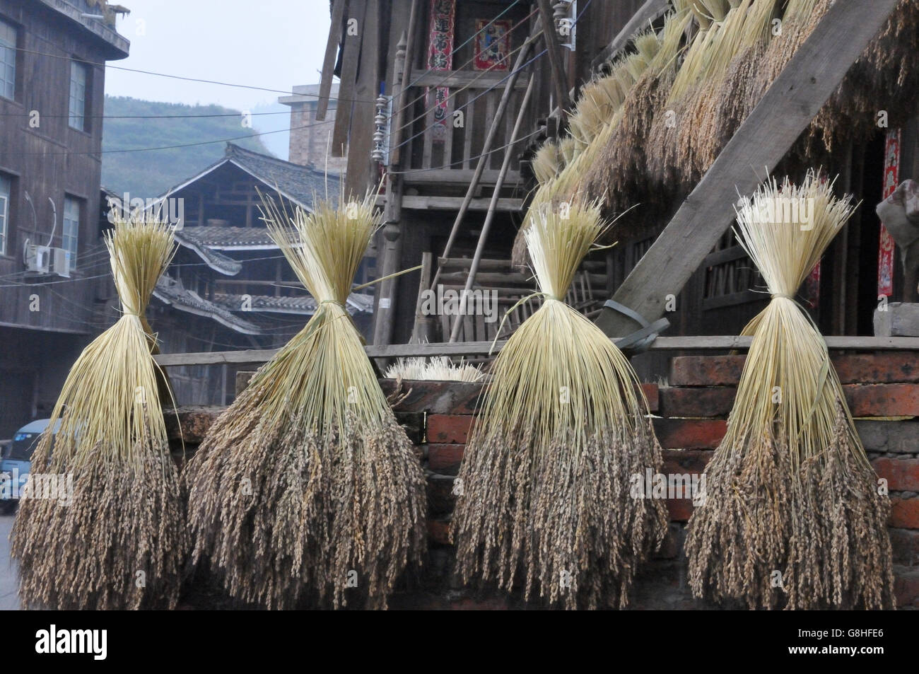 Tiges de séchage du riz à Chengyang, Guangxi, Chine Banque D'Images