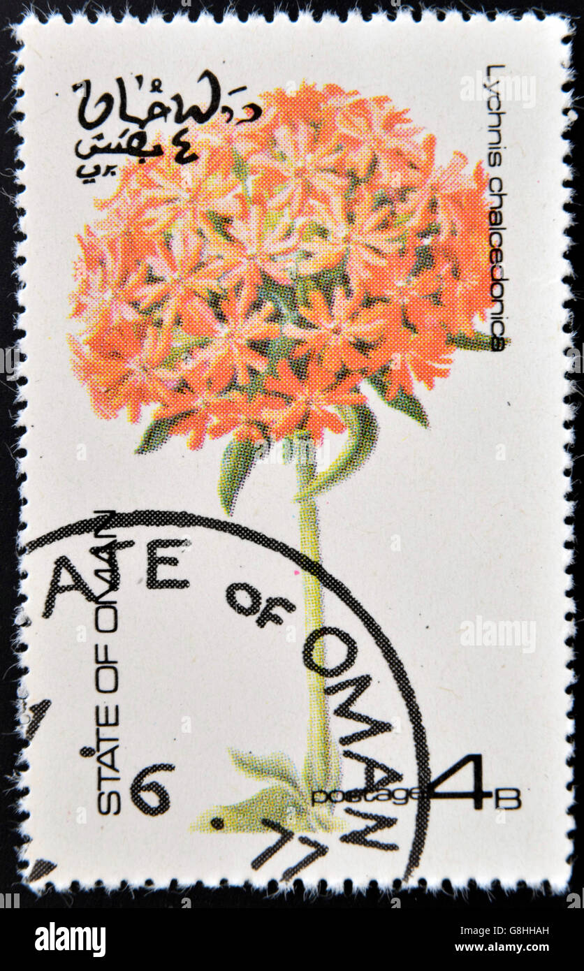 OMAN - circa 1977 : timbres en Oman dédié à fleurs montre lychnis chalcedonica, vers 1977 Banque D'Images