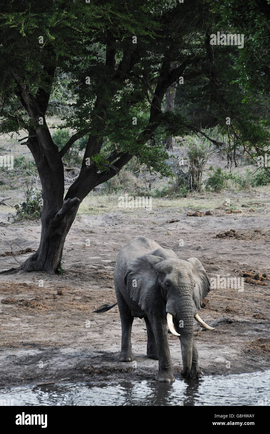 Éléphant à trou d'eau, Tembe Elephant Park, Maputaland, KwaZulu Natal, Afrique du Sud. Banque D'Images