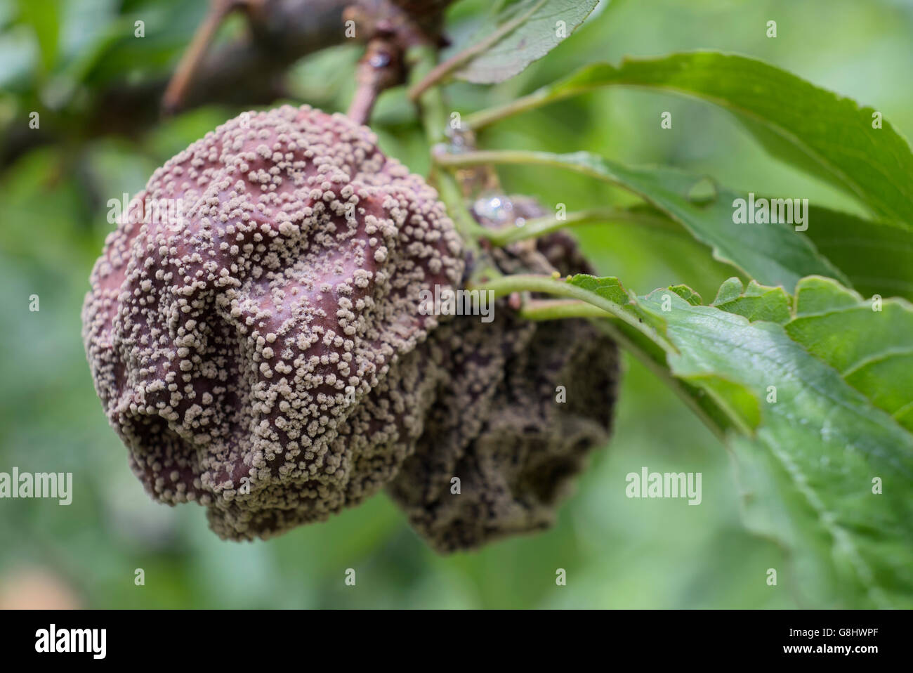 La moniliose sur Plum Tree Fruit Banque D'Images