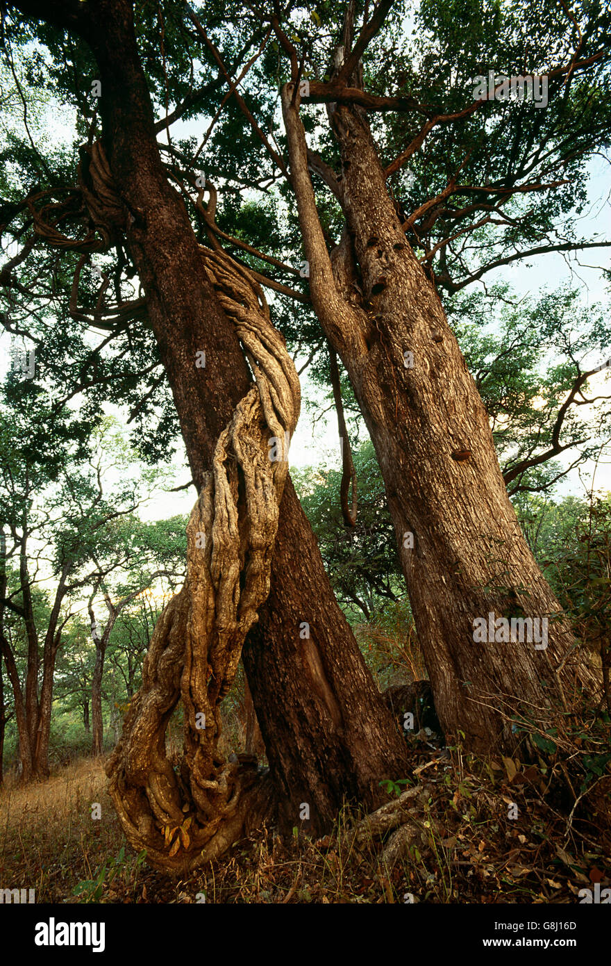 Inosculating intwining les arbres riverains Luambe en forêt, Kafue National Park, province de l'Est, la Zambie. Banque D'Images