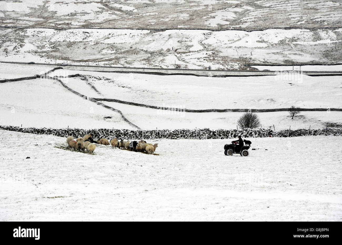 Un agriculteur prend la nourriture d'un troupeau de moutons alors que la neige tombe dans les Pennines près de la frontière entre Richmondshire et Cumbria. Banque D'Images