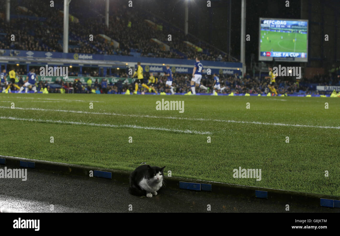 Un chat à côté du terrain pendant la coupe Emirates FA, troisième partie au Goodison Park, Liverpool. APPUYEZ SUR ASSOCIATION photo. Date de la photo: Samedi 9 janvier 2016. Voir PA Story SOCCER Everton. Le crédit photo devrait se lire comme suit : Peter Byrne/PA Wire. Banque D'Images