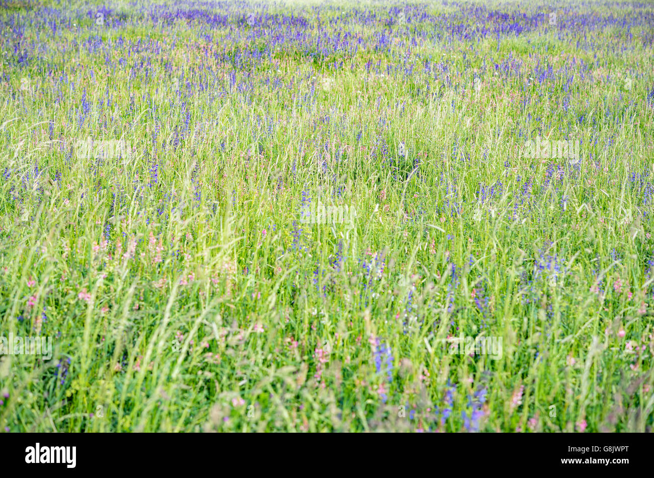 Summer meadow background Banque D'Images