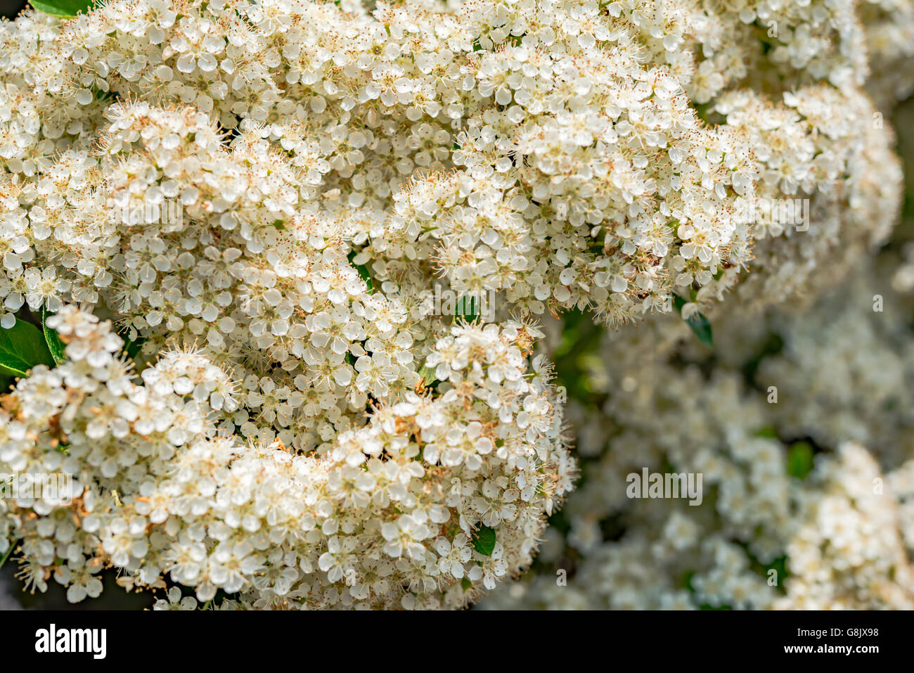 Arbre en fleurs de printemps, fleurs blanches. Banque D'Images