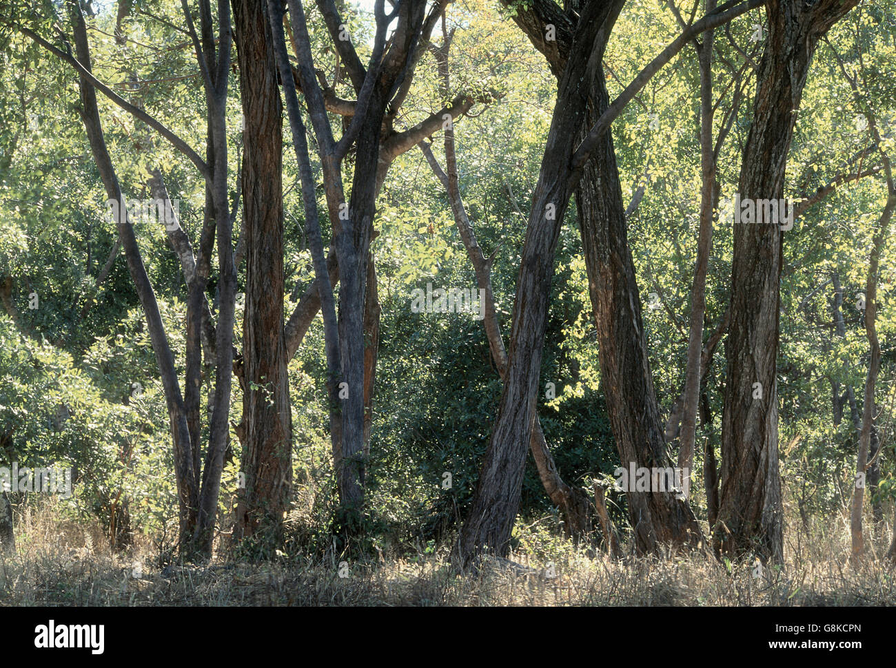 Les arbres en forêt, Chizarira, le sud de l'escarpement du Zambèze, au Zimbabwe. L'art. Banque D'Images