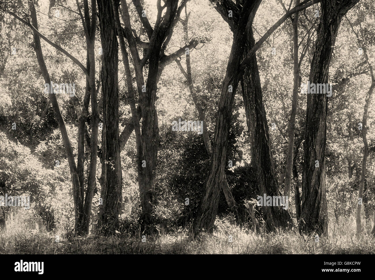 Les arbres en forêt, Chizarira, le sud de l'escarpement du Zambèze, au Zimbabwe. L'article B&W. Banque D'Images