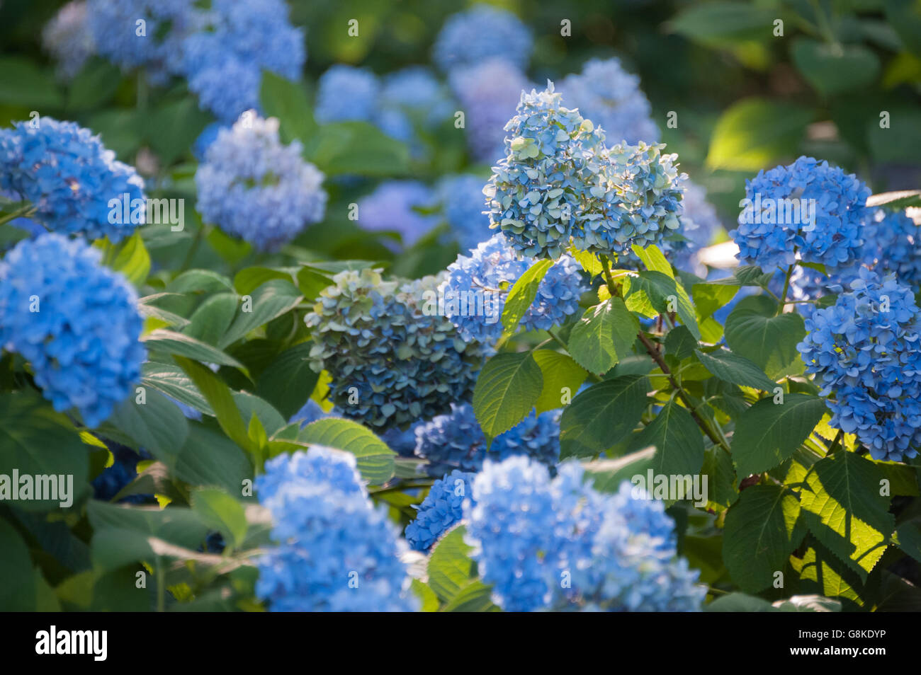 Hortensia bleu rétroéclairé fleurs par le paramètre soleil au jardin botanique d'Atlanta à Atlanta, Géorgie, USA. Banque D'Images