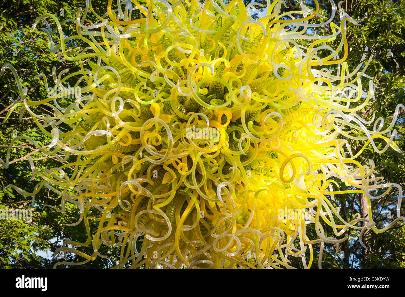 'Sol de Citron' sculpture de verre par Dale Chihuly à Atlanta Chihuly du jardin botanique dans le jardin la pièce à Atlanta, Géorgie. Banque D'Images