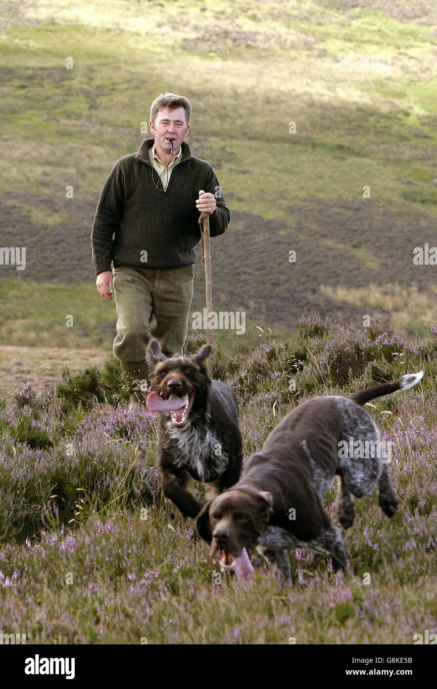 La saison de chasse Grouse Banque D'Images