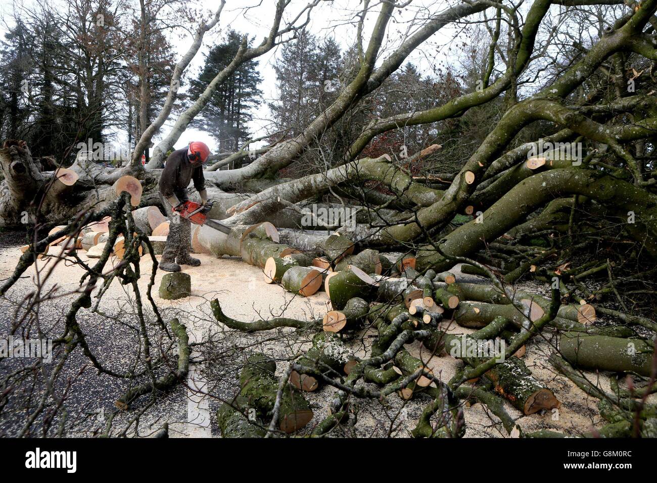 200-year-old Dark Hedges arbres déracinés Banque D'Images