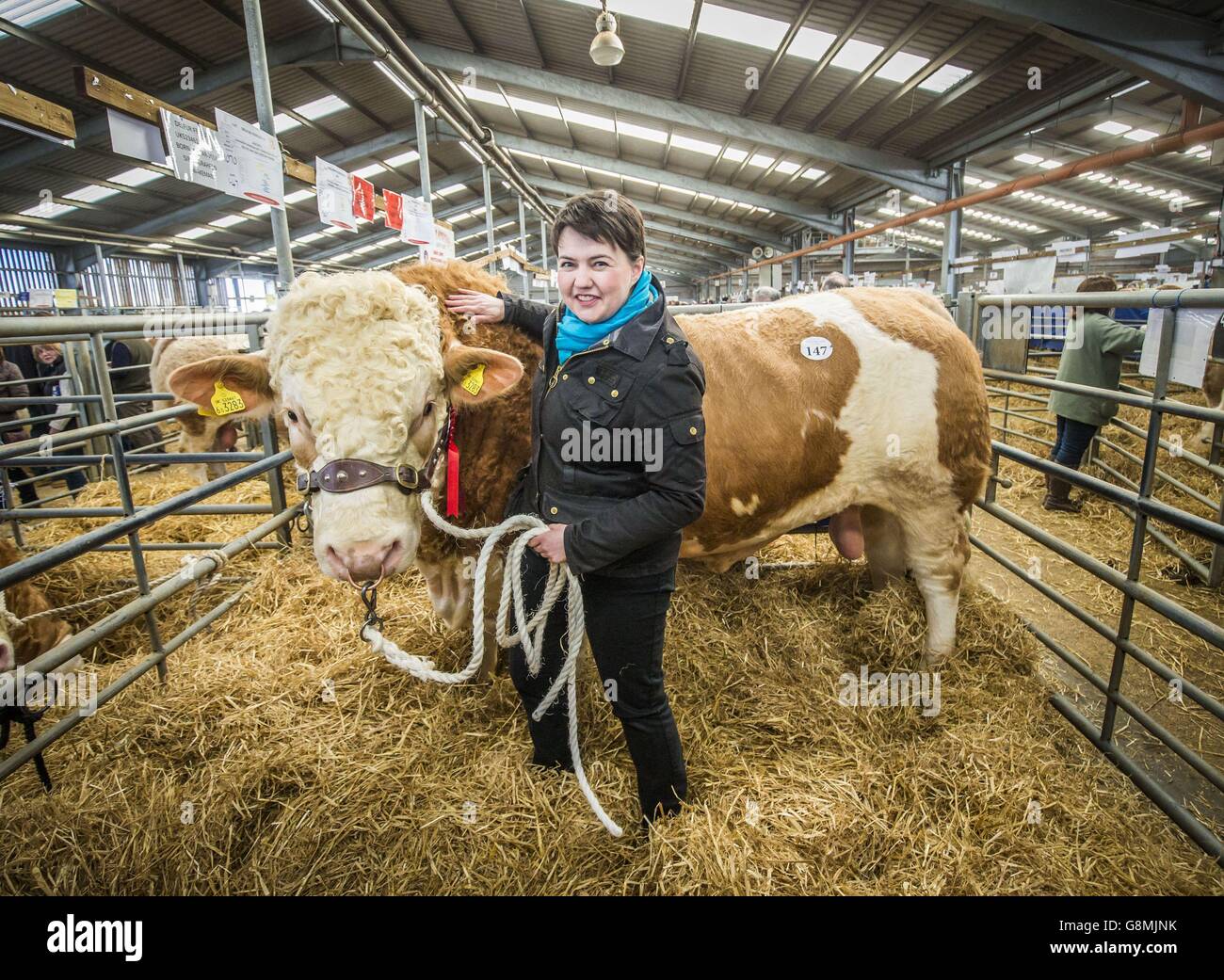Ruth Davidson, dirigeante du parti conservateur écossais, lors d'une visite à Stirling Bull Sales en Écosse. Banque D'Images