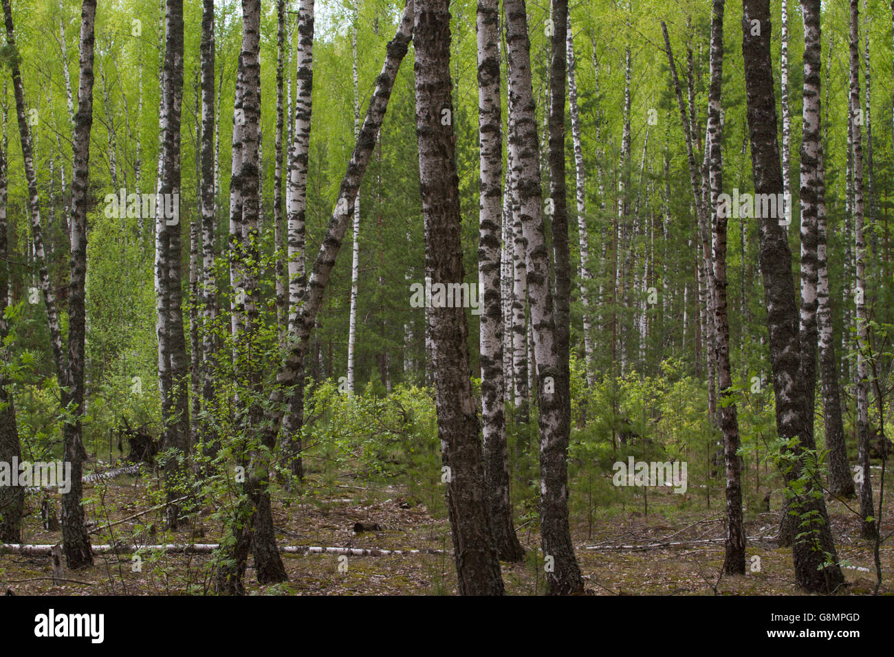 Birch Grove, à la frontière avec la Biélorussie et la Russie. Situé dans la région de Sumy, Ukraine, Polissya Banque D'Images