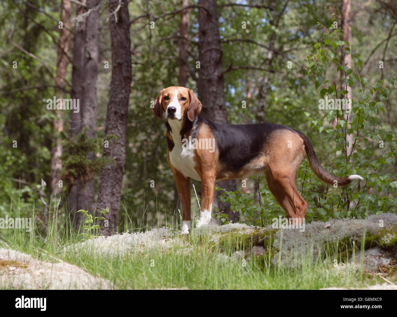 Hamilton hound Banque D'Images