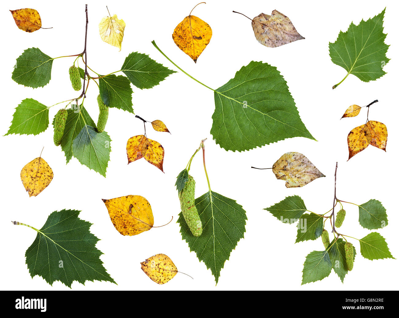 Ensemble d'été vert et l'automne des feuilles de bouleau jaune isolé sur fond blanc Banque D'Images