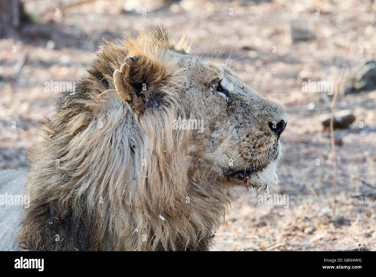 Lion d'Asie (Panthera leo persica) dans les forêts sèches, les forêts du Parc National de Gir, dans le Gujarat, Inde Banque D'Images