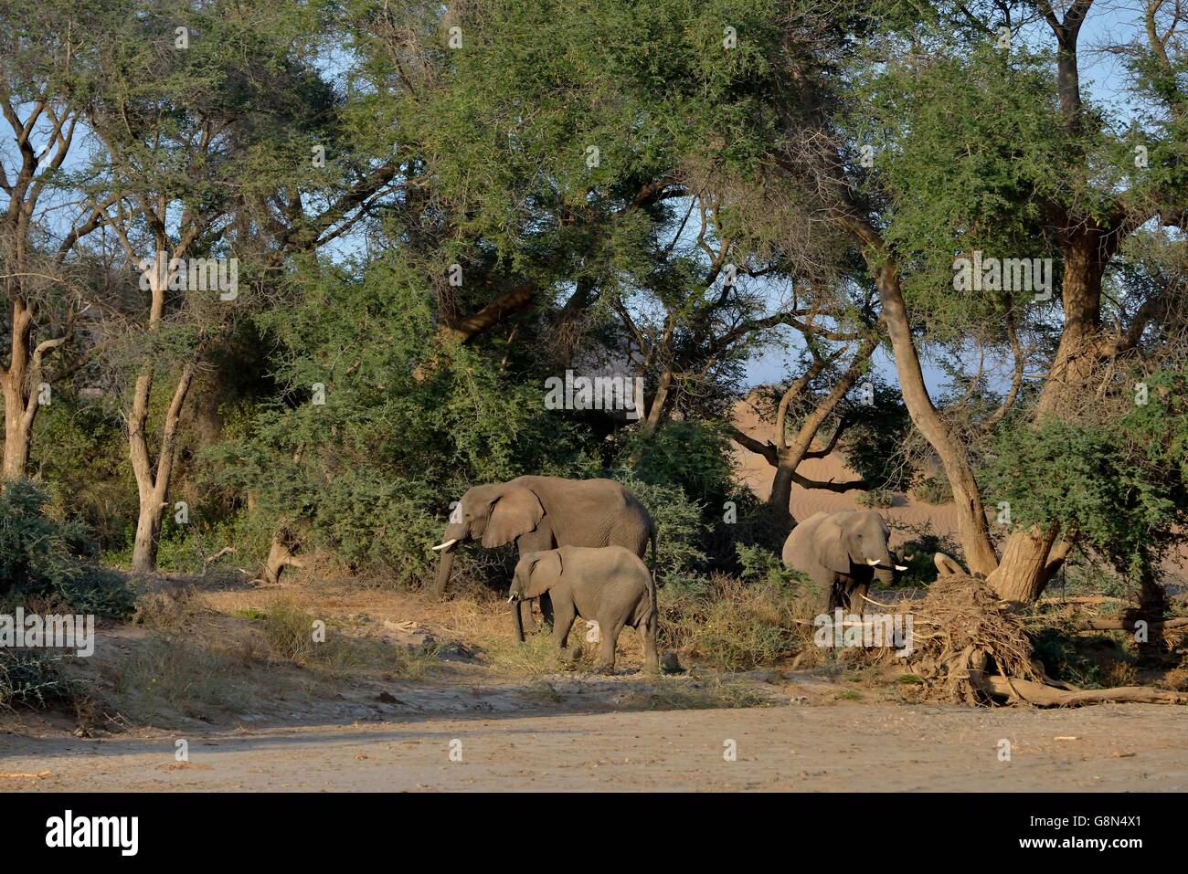Les éléphants du désert, des éléphants d'Afrique (Loxodonta africana), par la rivière à sec de l'Huab, Damaraland, Namibie Banque D'Images