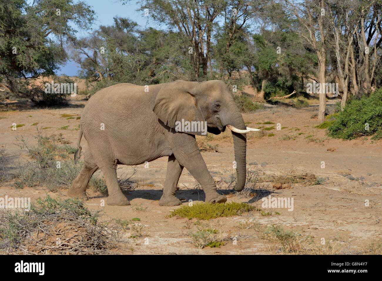 L'éléphant du désert ou l'éléphant africain (Loxodonta africana), dans la rivière à sec de l'Huab, Damaraland, Namibie Banque D'Images