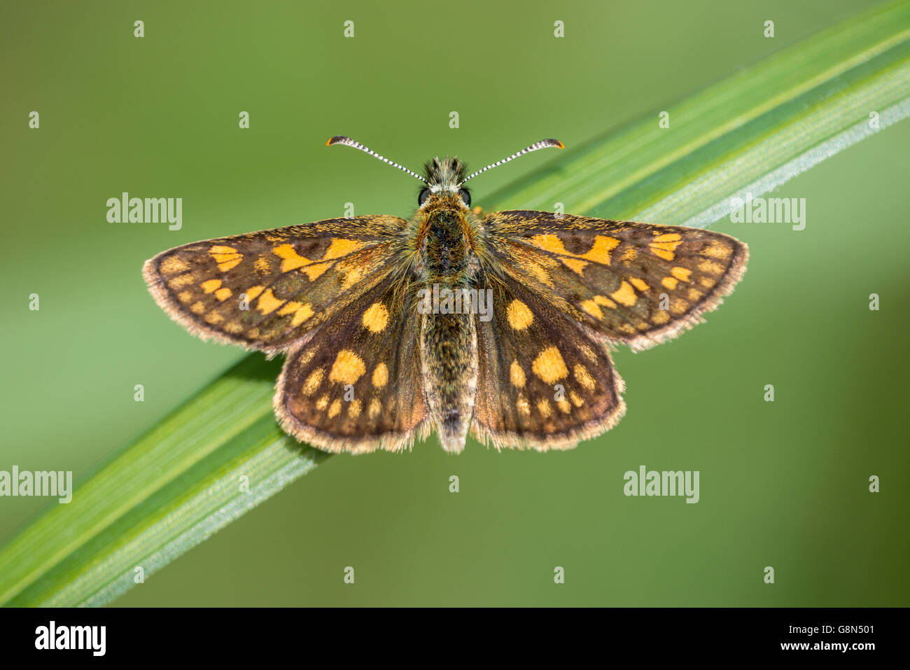 Carterocephalus palaemon hespérie (damier) sur le brin d'herbe, Flörsheim am Main, Hesse, Allemagne Banque D'Images