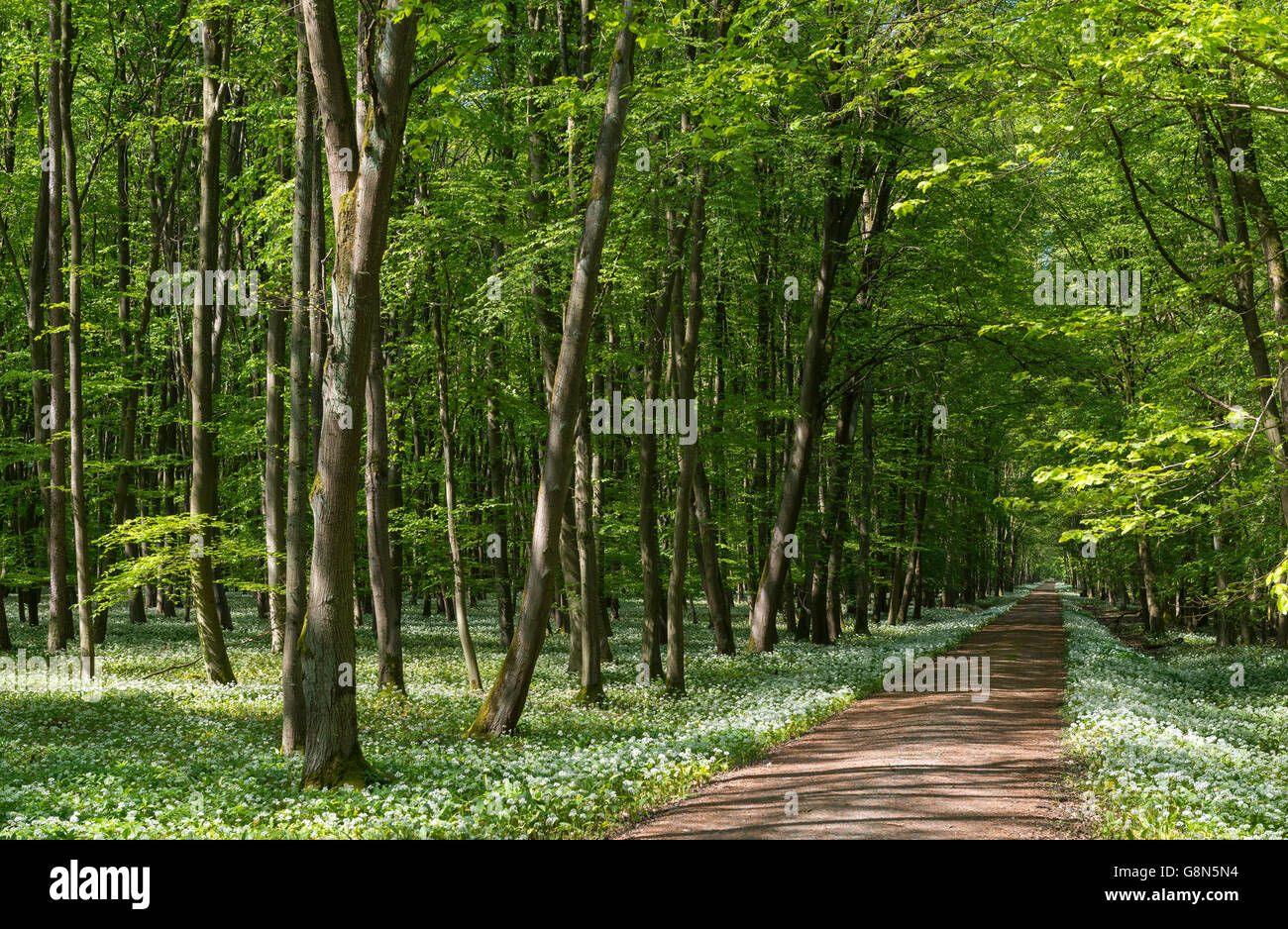 Chemin à travers la forêt de feuillus de fleurs de l'ail des ours (Allium ursinum) au printemps, Flörsheim am Main, Hesse, Allemagne Banque D'Images