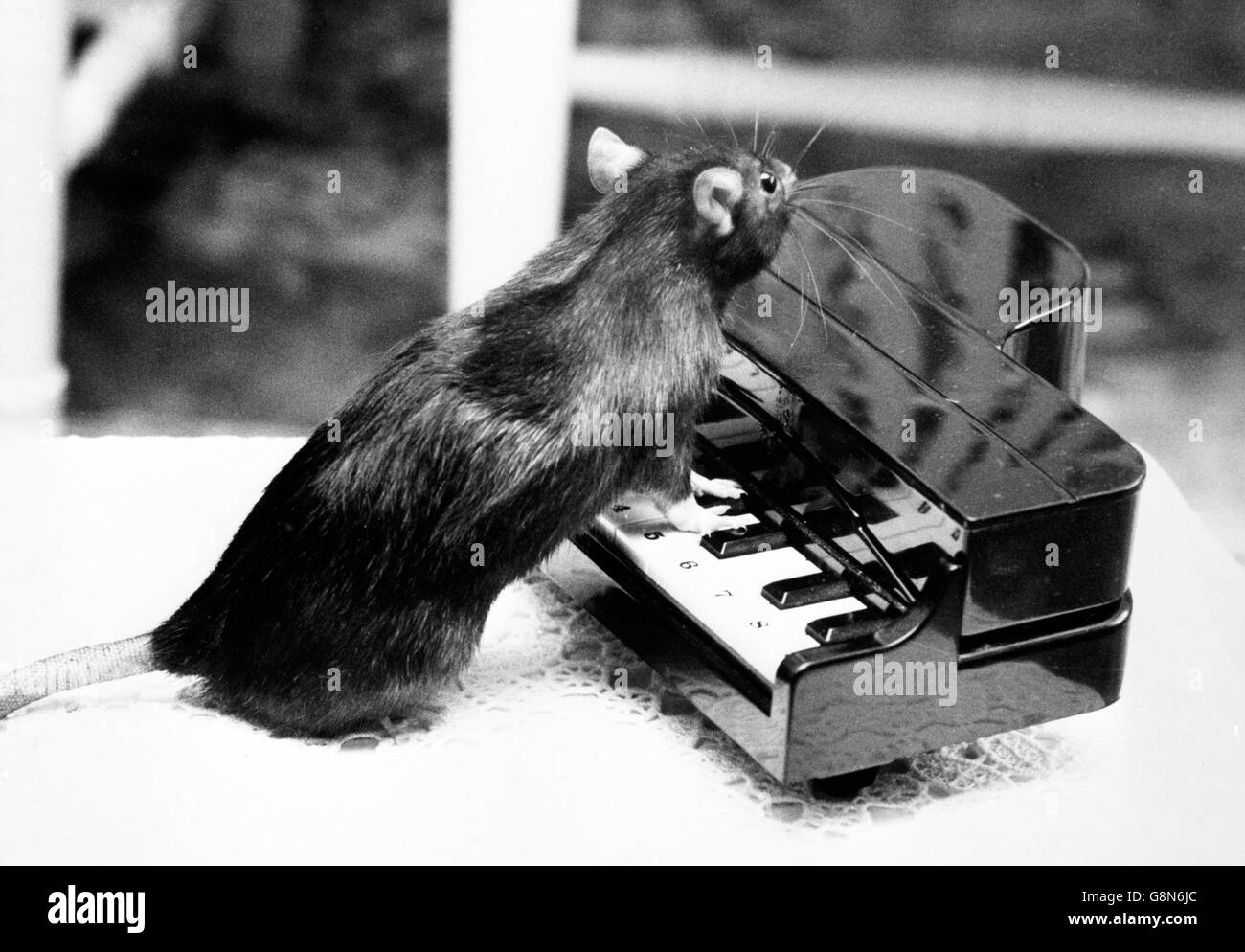 Rongeur Banque d images noir et blanc Alamy