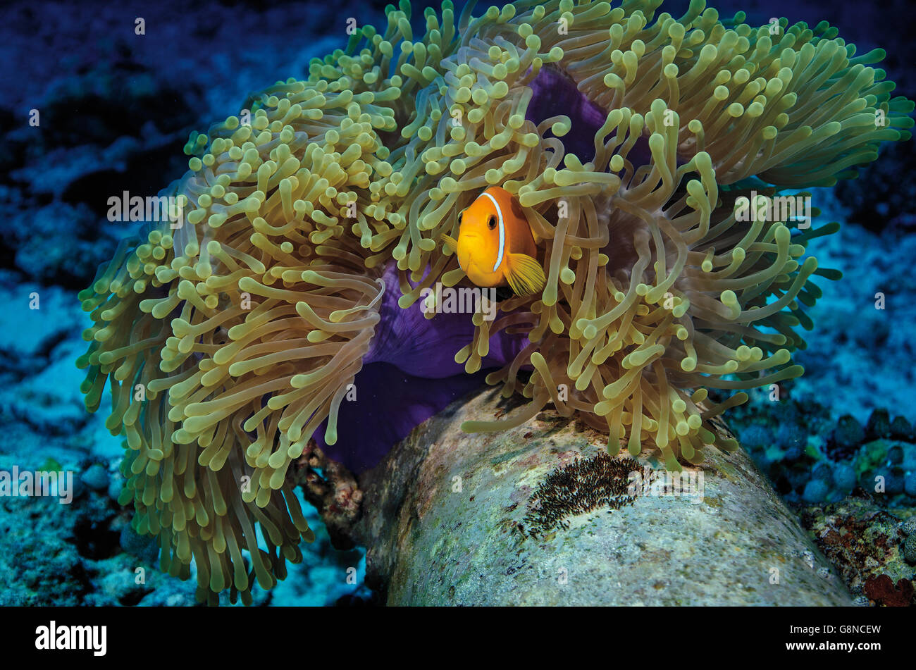 Clownfish Amphiprion perideraion, rose, gardant son oeuf alors que l'abri dans des récifs coralliens sur Anémone dans Bathala, Maldives Banque D'Images