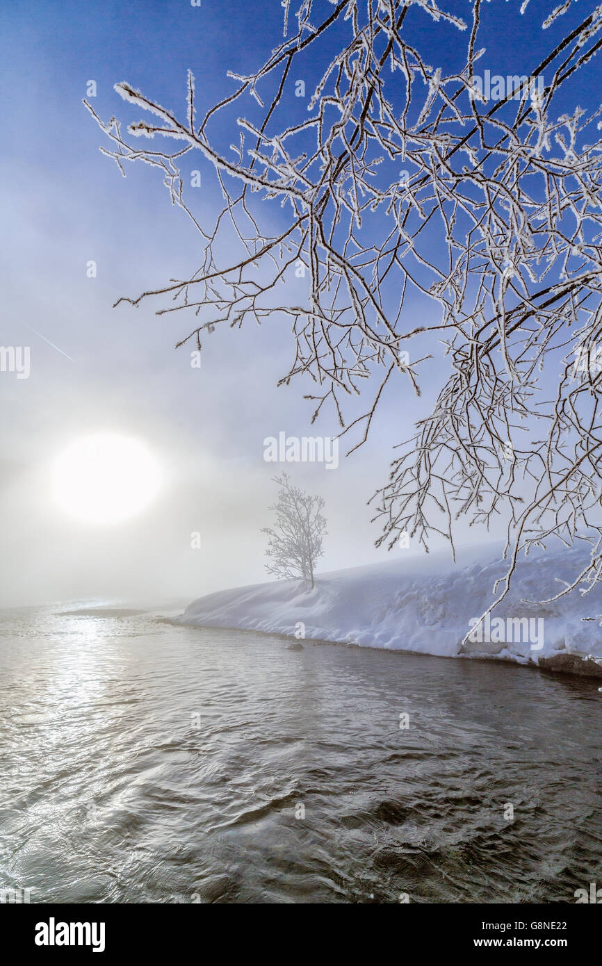 Givre sur les branches sur la rivière Inn, au lever du soleil de l'Engadine sils suisse europe Banque D'Images