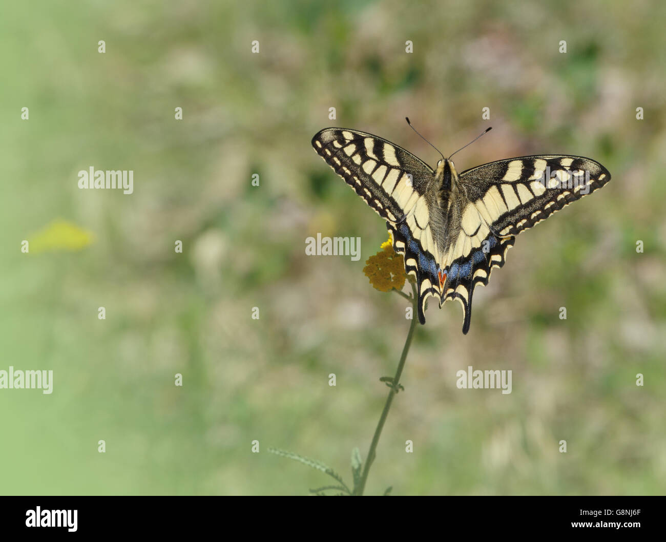 Papilio machaon papillon sur fleur sauvage Banque D'Images