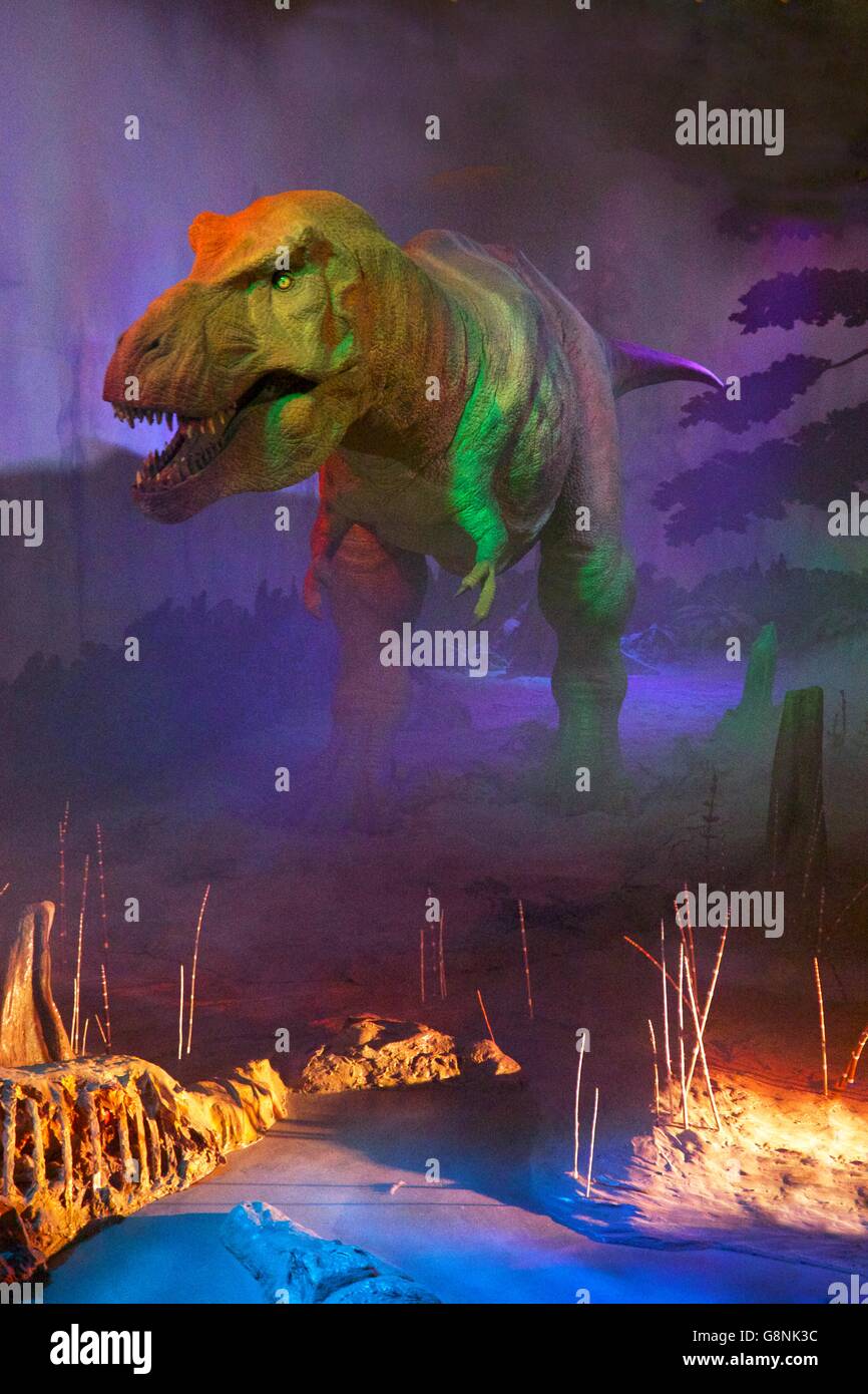 Modèle de dinosaure Tyrannosaurus rex, Galerie, Musée d'Histoire Naturelle, South Kensington, London, England, UK Banque D'Images