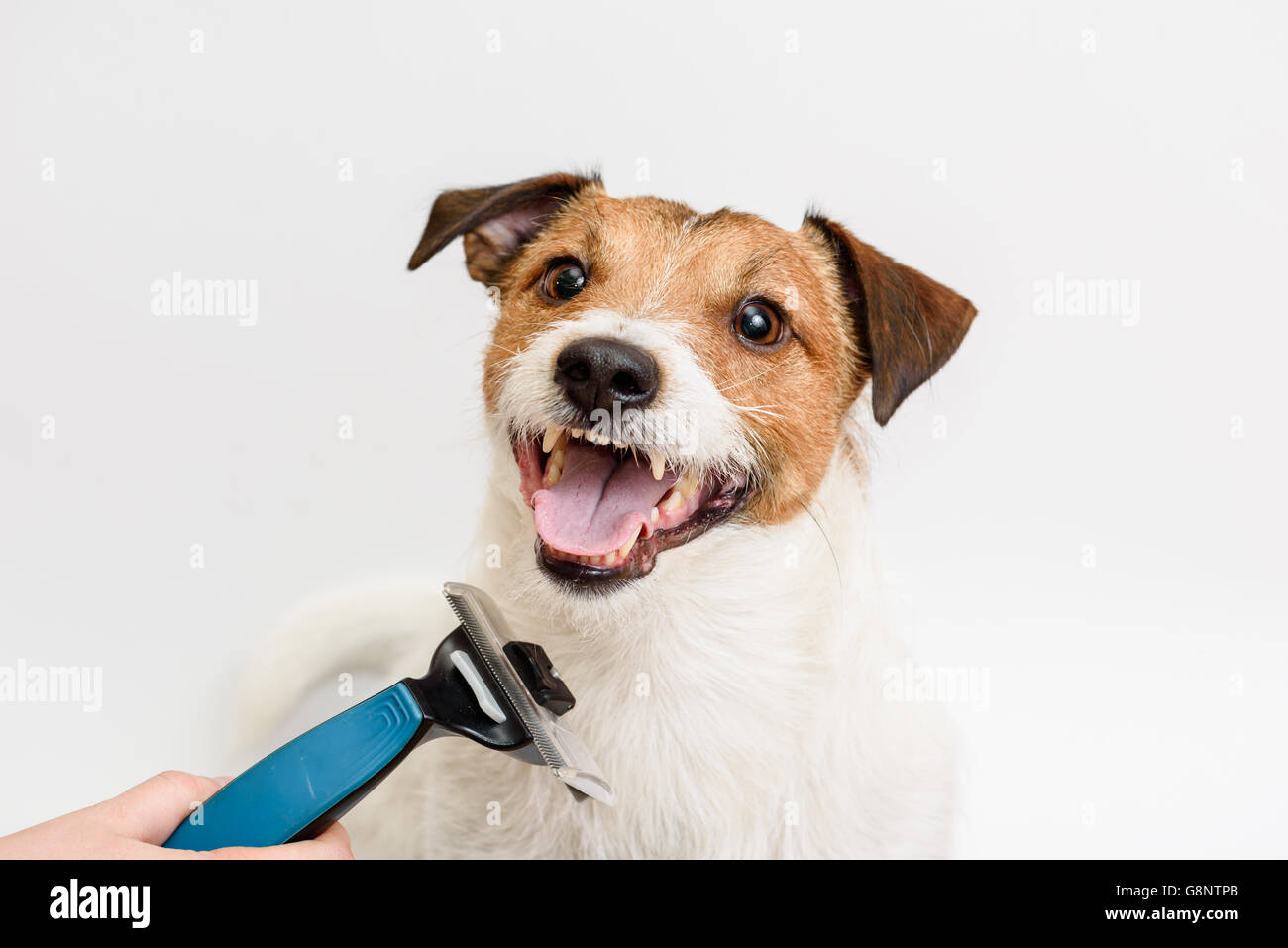 Le toilettage et peigner les cheveux avec une brosse pour chien heureux Banque D'Images