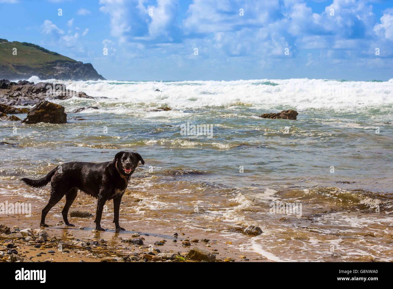 Un Labrador noir par la mer sur la plage de Fistral, Newquay, Cornwall, UK Banque D'Images