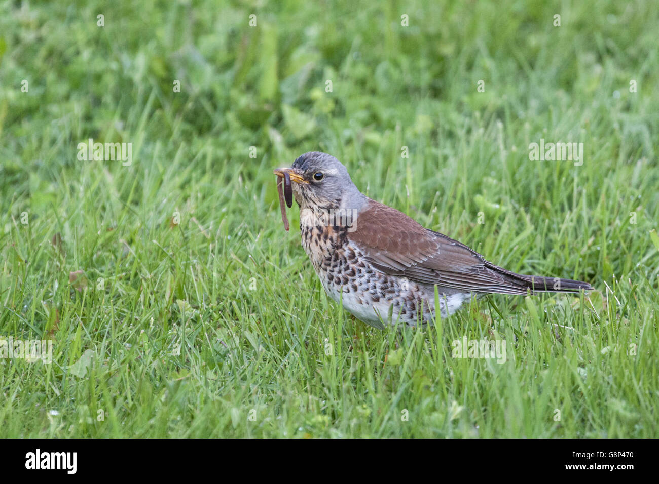 Sur Fieldfare une pelouse avec un ver dans son bec, Gällivare, en Laponie suédoise, Suède Banque D'Images Sur Fieldfare une pelouse avec un ver dans son bec, Gällivare, en Laponie suédoise, Suède Banque D'Images