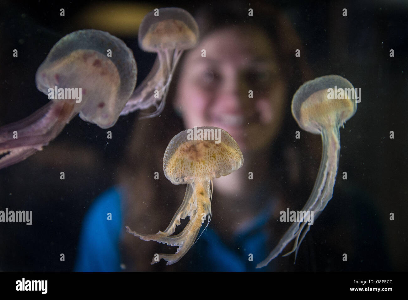 Ruth Chamberlain, aquariste, regarde le méduse de Mauve Stinger à l'Aquarium de Londres Sea Life, dans le centre de Londres, car ils sont les premiers méduses toxiques à être exposés au Royaume-Uni. Banque D'Images