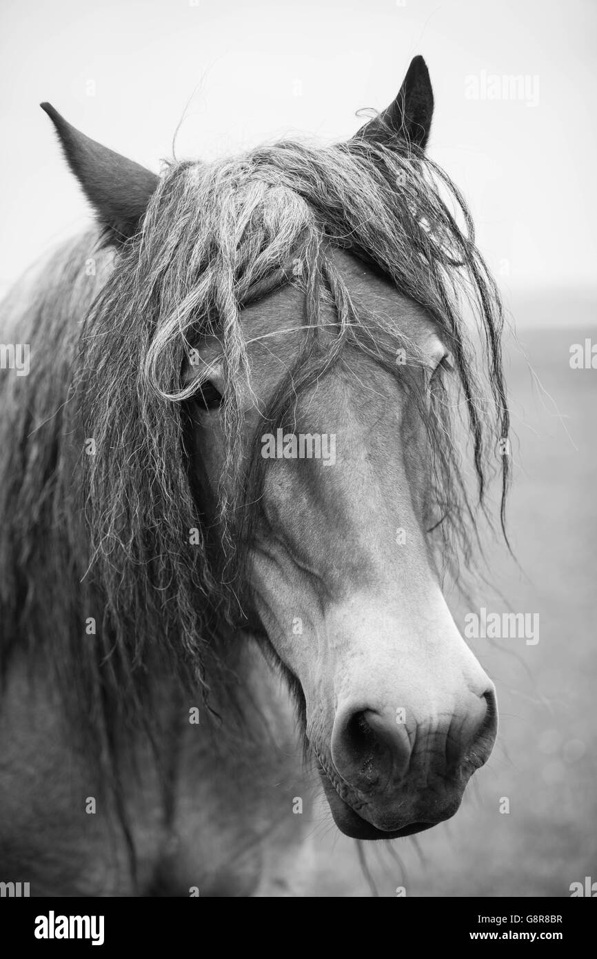 Photo en noir et blanc des chevaux sauvages dans le champ Ouvrir Banque D'Images