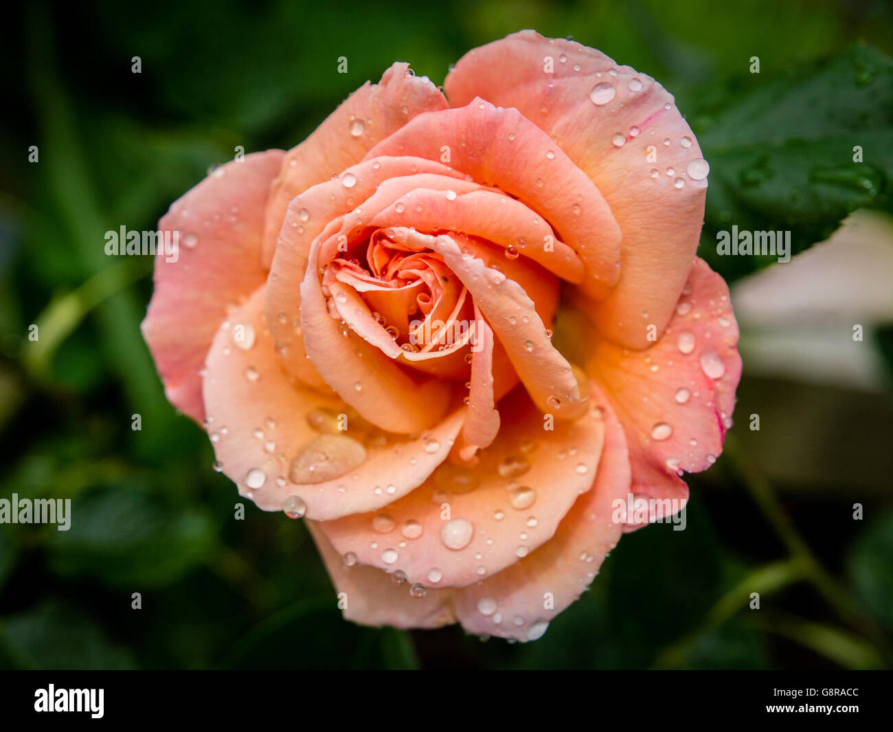 Rosier grimpant 'Schoolgirl' Fleur Banque D'Images