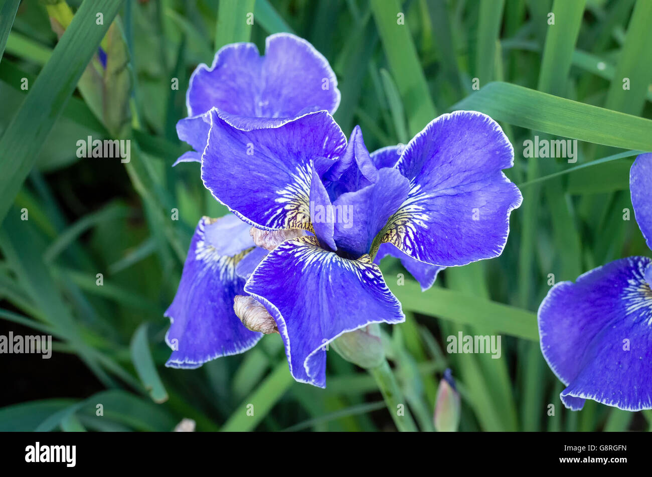 Iris sibirica Silver Edge la floraison en Juin Banque D'Images