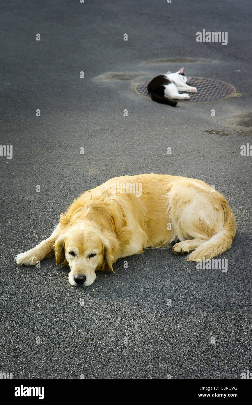 Chat et chien animaux gisants dans une cour en summerIndividual les particuliers Banque D'Images