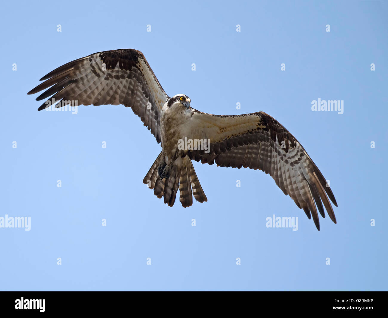 Osprey en vol Banque D'Images