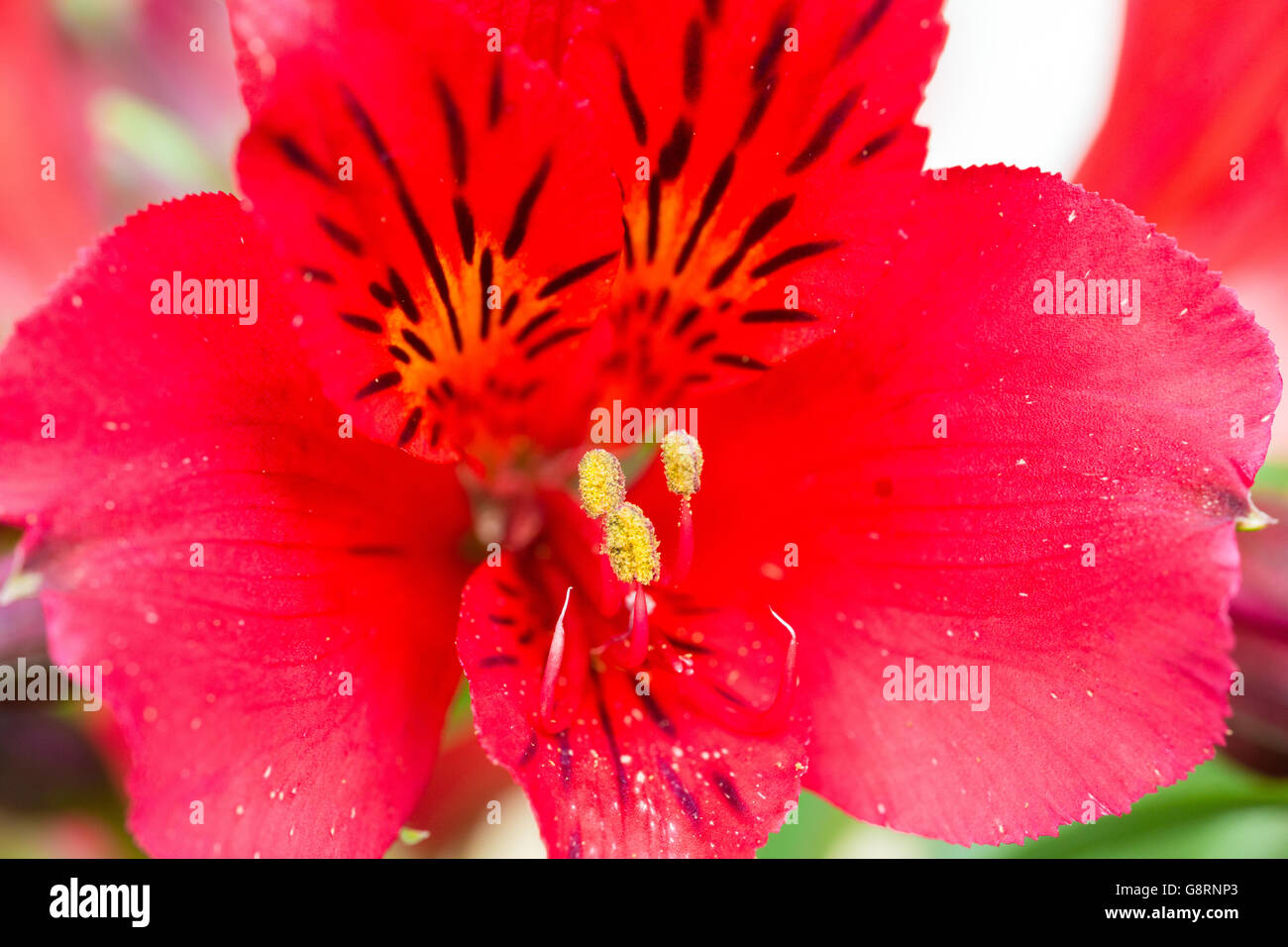 Super macro fleur rouge Banque D'Images
