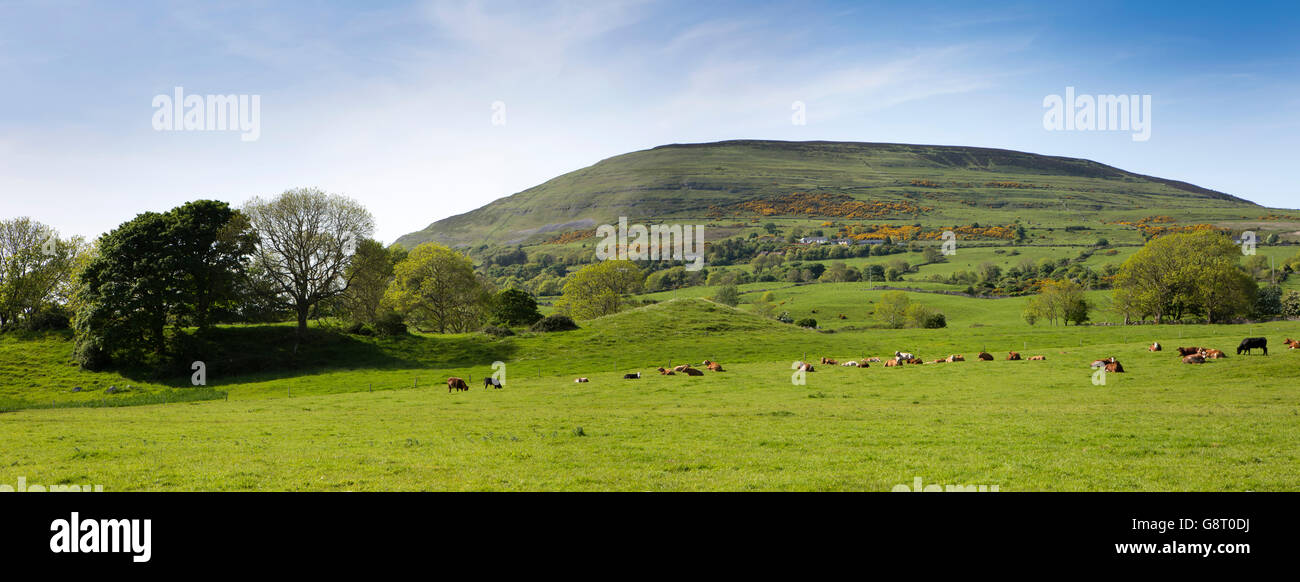 L'Irlande, Sligo, Strandhill, le pâturage du bétail à la base du Knocknarea Mountain, vue panoramique Banque D'Images