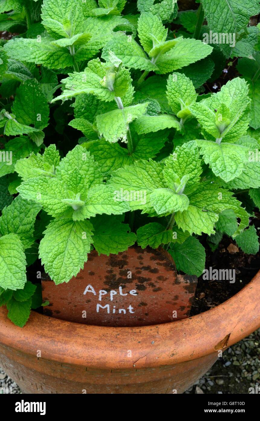 La Menthe Mentha suaveolens Apple menthe laineux ou feuille ronde de plus en plus de menthe dans un pot en terre cuite Banque D'Images