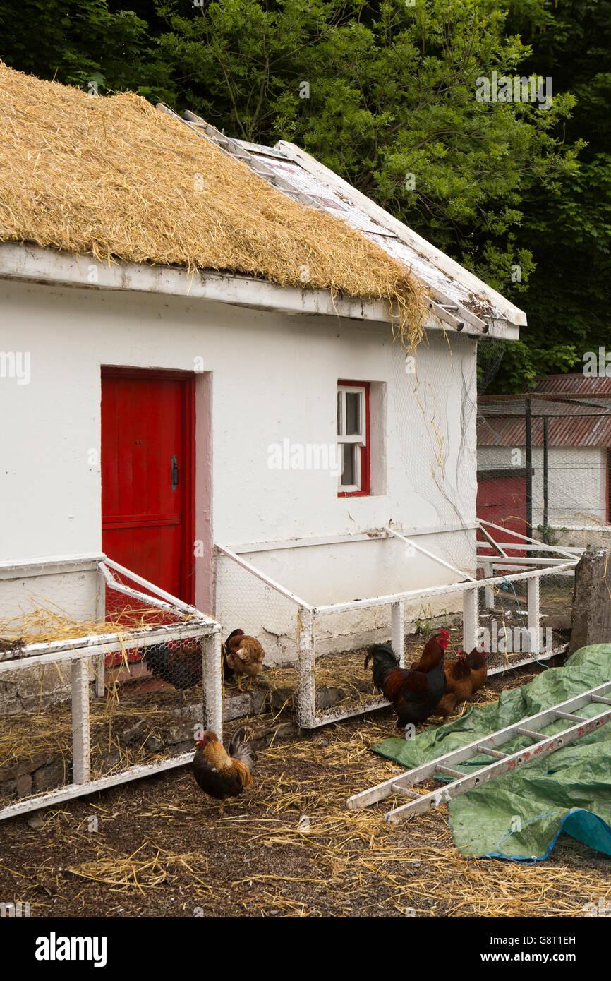 L'Irlande, Sligo, Platon moustique, Sligo Folk Park, cottage traditionnel d'être re-thatched Banque D'Images