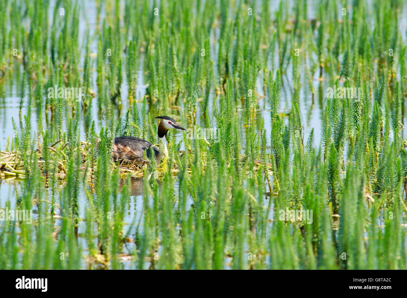 Grèbe huppé (Podiceps cristatus] sur son nid dans [Prêle Equisetum arvense]. Hickling Broad, les Norfolk Broads, juin. Banque D'Images