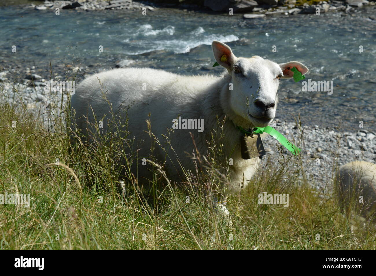 La Norvège d'agneau Trollstigen Banque D'Images