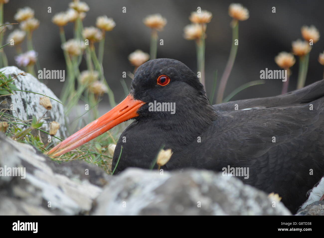 Oyster catcher à Giant's Causeway Banque D'Images