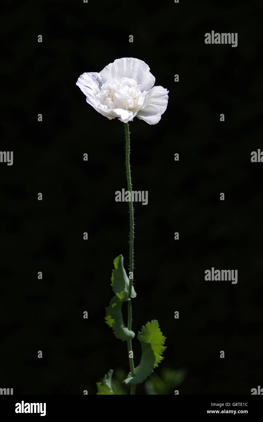 Une seule fleur blanche avec tige verte sur un fond noir Banque D'Images