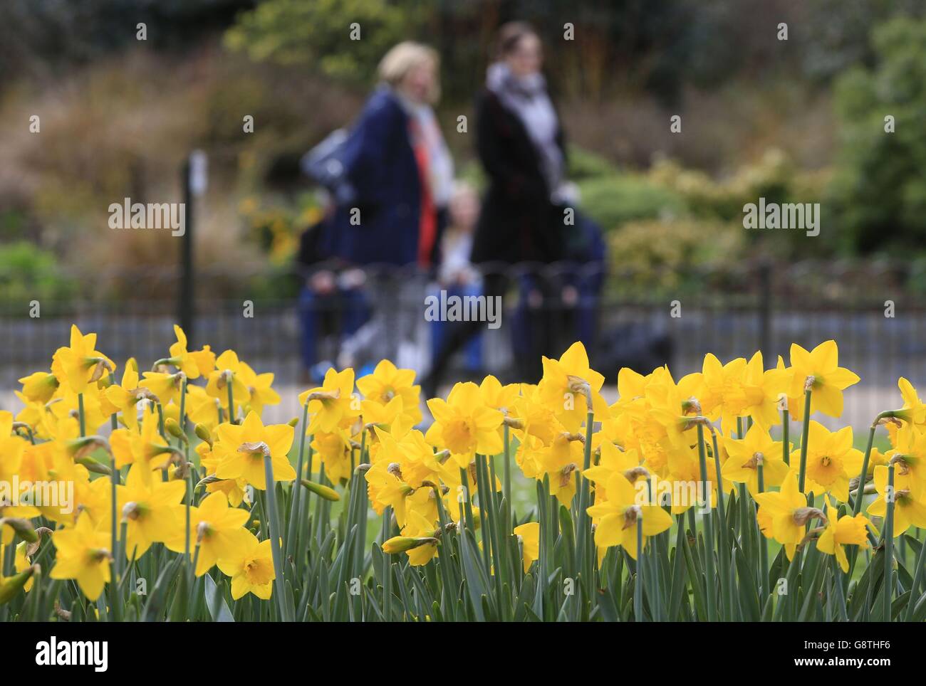 Les visiteurs se prominent devant les jonquilles dans le parc St. James's, Londres. Banque D'Images