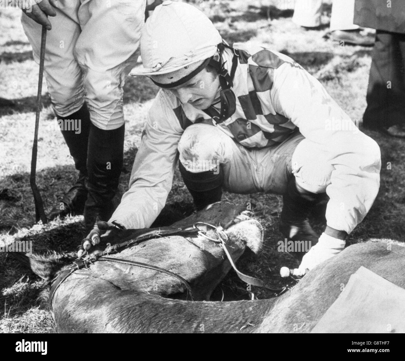 Jockey Jonjo O'Neill fait ses adieux à son mont Alverton, qui a dû être détruit après être tombé à Becher's Brook pendant le Colt car Grand National à Aintree. Le champion Jockey O'Neill a échappé à la douleur. Alverton, vainqueur de la coupe d'or Cheltenham, a été un favori de 31-2 dans le National. Il mentait en quatrième et voyageait très facilement quand il est tombé. Banque D'Images